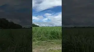 Where Grander begins-the sugarcane fields of Panama #informative #traveling #mrbeast #rum #grander