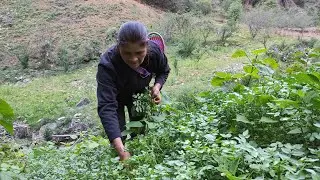 De mi cosecha a mi cocina, preparo unas ricas tortitas de berro en salsa verde | cocina de rancho