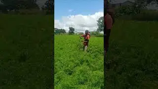 Growing Organic carrots as a university student for survival