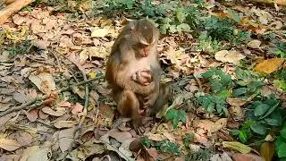 Monkey Lovely Family EP #2 #craft #monkkey #wildlife #ideas #fyp #marbles