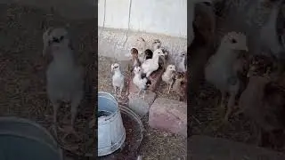 chozee akely rha gy murghi sy alag kar diyae