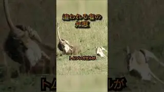 追われる者の知恵。🐆💨🦌💨#セレンゲティ #ガゼル #チーター