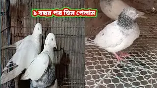 আজকে পাল্লার কবুতরের অস্থা খারাপ।