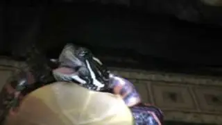 Smooth Turtle