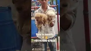 #dog #videos sale in bareilly