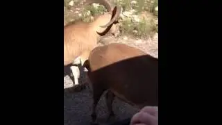 Ally feeding the aoudads