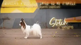 PAPILLON STITCH [2 YEARS] || 115 Awesome Tricks|Agility|Frisbee|Fun