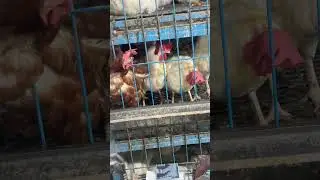 Hen in Chicken Market