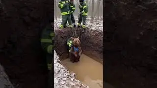 Гонка со временем: спасение застрявшего медведя из мутной воды.