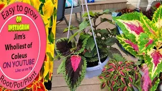 How to make  Wonderful Coleus Hanging Baskets!!!