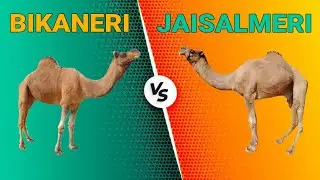 Bikaneri Vs Jaisalmeri Camel
