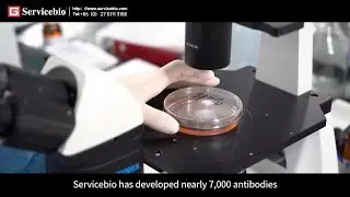 Behind the Scenes: How Servicebio Powers Global Science