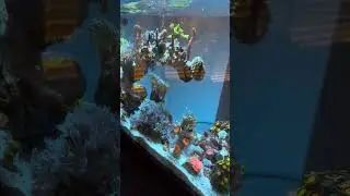 Fluval Evo 5 Gallon Mixed Reef Aquarium Update