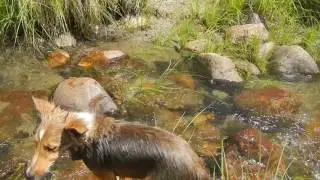 Dixie The River Sheltie.