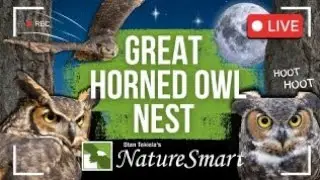 Great-horned Owl checks out the nest for the first time.