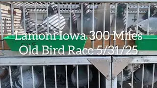 Lamoni Iowa 300 Miles Old Bird Race (Top Birds Are Missing)