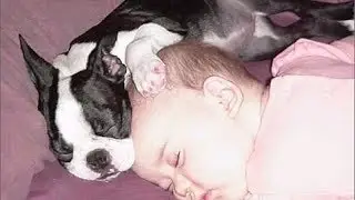 WARNING! YOU will NEVER STOP LAUGHING - FUNNY sneezing and sleeping ANIMALS