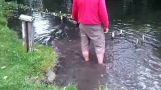 Eurasier Tuco in River Anton i