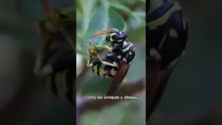 &iquest;Las hormigas muerden o pican? #shorts #viral