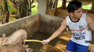 Jiro Custodio Vlog 2 :Paano  Mag-Alaga ng Baboy  Naglinis ng kulungan at Nagpaligo ng Baboy.