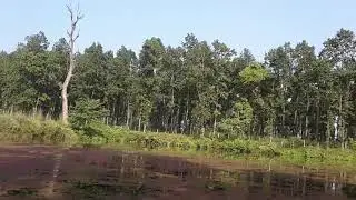City of wetland urlabari