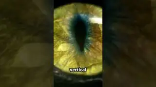 Vertical vs. Horizontal Pupils: Predator vs. Prey Explained #animals #predator #prey #eyes #animal