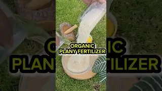 Organic Plant Fertilizer #tidyingup #organicfarming #gardening #organicgardening #gardenigtip #fyp