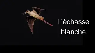 L'&eacute;chasse blanche