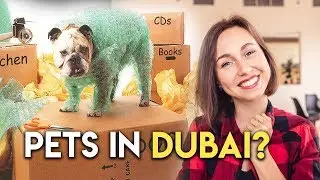 Moving to Dubai with Pets. Movers and Packers.