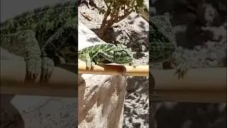 chameleon having a bad luck today🫣🦎#shorts #chameleon #animals #garden