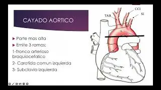 Generalidades de los Vasos Sangu&iacute;neos