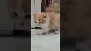 dehradun saharanpur Roorkee Haridwar delhi🦮 pet shop #8445762100 Persian cat for sale🤙