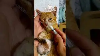 😢 Mom Cat Rescue Transformation Before & After #cat #animals #shorts  #kitten
