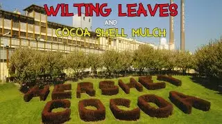 Wilting Leaves & Cocoa Shell Mulch