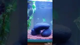 New fish tank setup 💙# cool Suresh # mind relaxing clips # stress free relief 💐# trending # shorts 💛