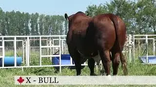 SEMEX ..X BULL  BEEF BREED Braford  Very  buttifull  bull
