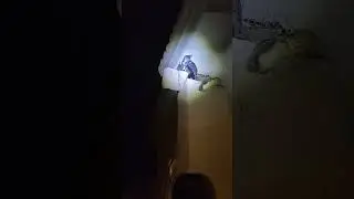 доказательство того, что приманки не работают #ястреб #животные #охота #голубь #соколиная охота #...