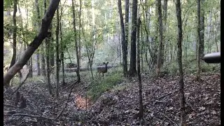 Meat In The Freezer! October 2025 Public Land Deer Hunting