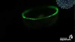 Water Jellies Fluorescing Under Black Light
