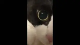 Sapi Bakar