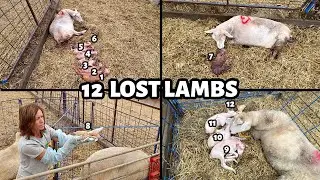 We've lost TWELVE lambs... and lambing hasn't even started yet.