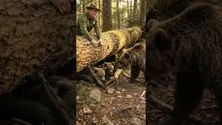 Cubs Trapped Until Ranger Makes Risky Decision #animals #rescue #heartwarming