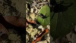 Huge tropical golden ant Playa del Carmen Mexico Caribbean wild insect life #nature #travel #explore