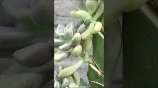 How to pair succulents with brush cactus