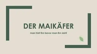 Der Maik&auml;fer einfach und kurz erkl&auml;rt