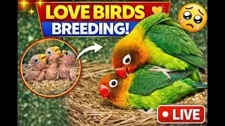 LIVE 🦜 Love birds parrot feeding, breeding | Pet Bird Vlog #Lovebirds #PetBirds #LiveStream #shorts