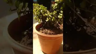 Jade topiray🍀#shorts#viral#jade plant#ytshorts#eshuesha