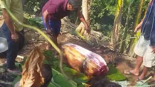 Magipana wak rabaako waksrr ratenga
