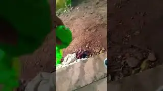 O dieque kakakka