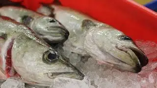 Seafish: Responsible Fishing Scheme - Quayside to Customer